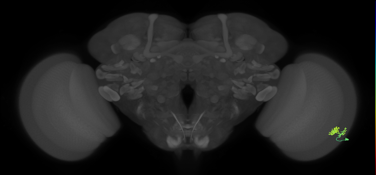 Dm10_R (MaleCNS:52042)