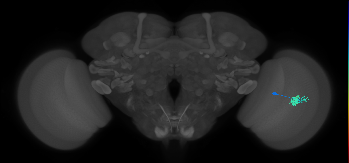 Dm10_R (MaleCNS:60457)
