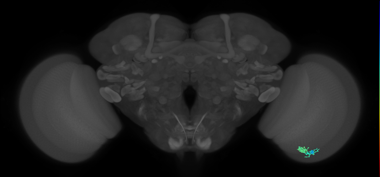 Dm10_R (MaleCNS:78221)