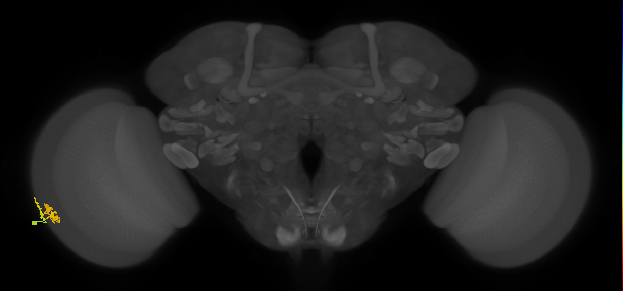 Dm10_L (MaleCNS:111470)