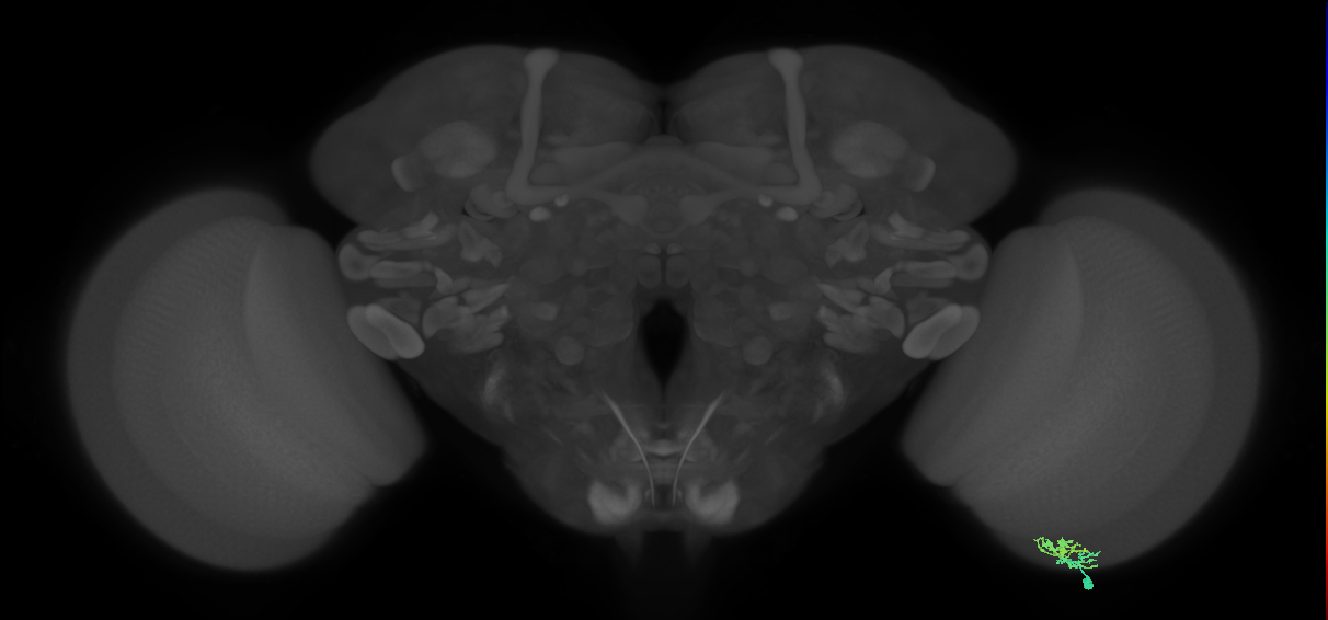 Dm10_R (MaleCNS:95338)