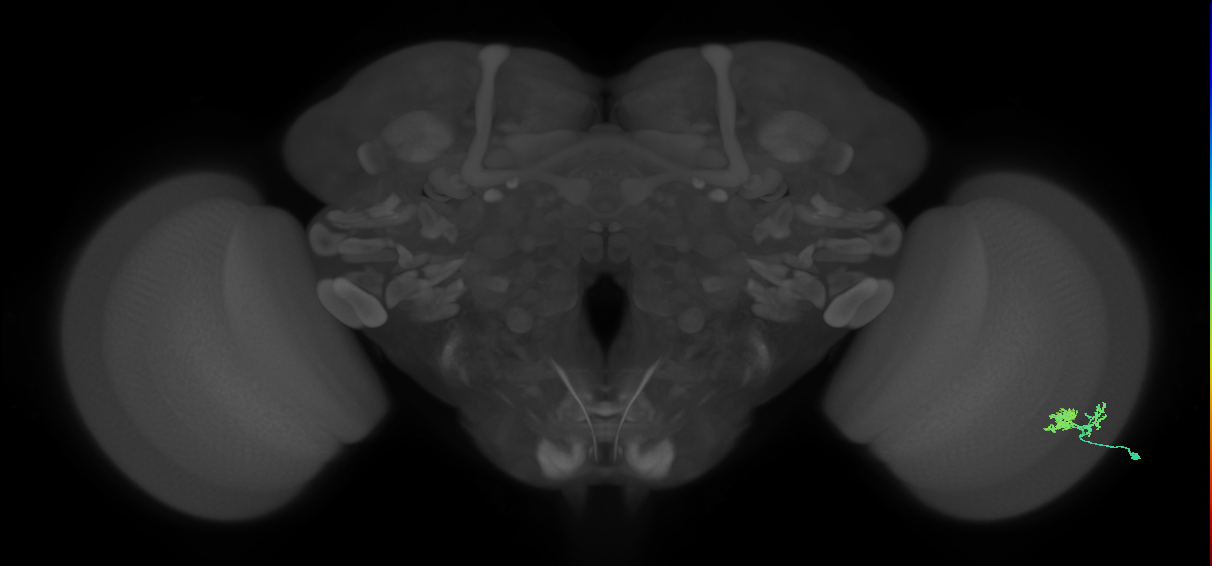 Dm10_R (MaleCNS:71584)