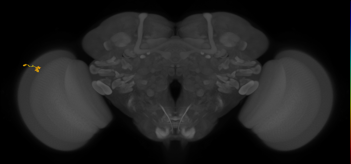 Dm10_L (MaleCNS:117922)