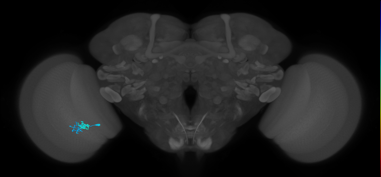 Dm10_L (MaleCNS:581005)