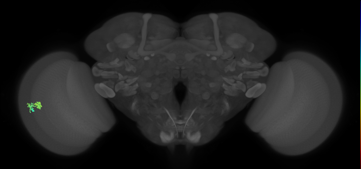 Dm10_L (MaleCNS:537187)