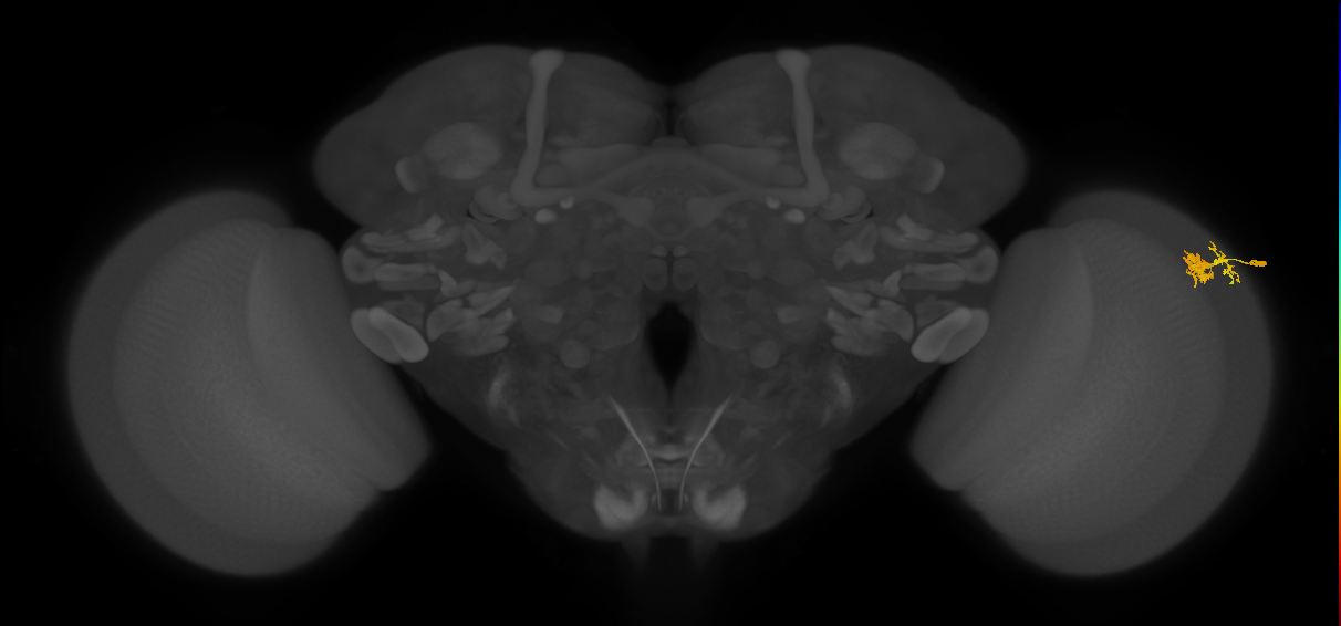 Dm10_R (MaleCNS:87811)