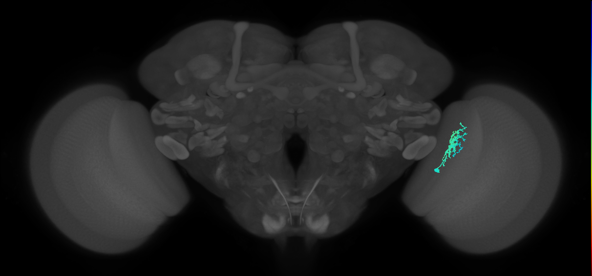 Dm10_R (MaleCNS:80283)