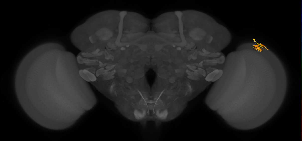 Dm10_R (MaleCNS:97199)