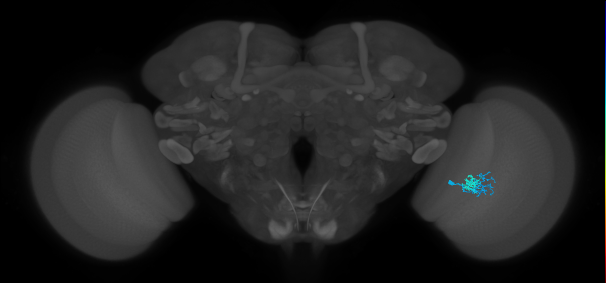 Dm10_R (MaleCNS:97206)