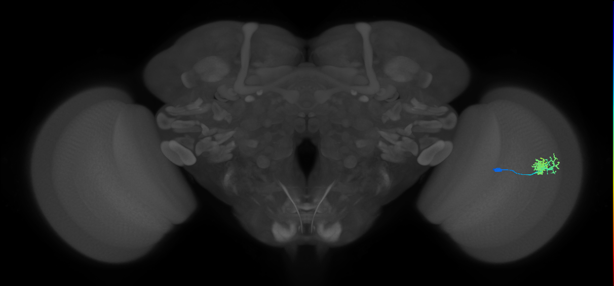 Dm10_R (MaleCNS:63374)