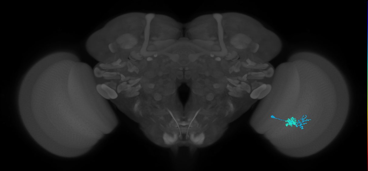 Dm10_R (MaleCNS:73035)