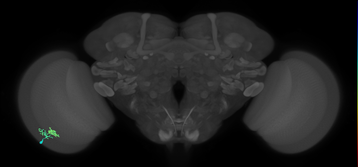 Dm10_L (MaleCNS:97167)