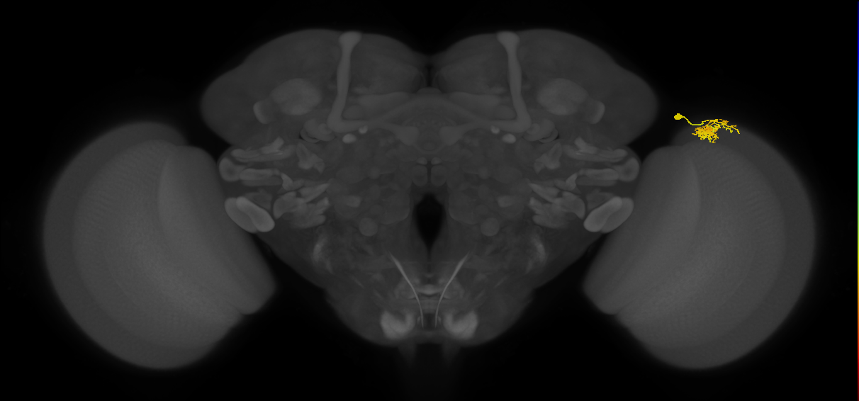 Dm10_R (MaleCNS:103062)