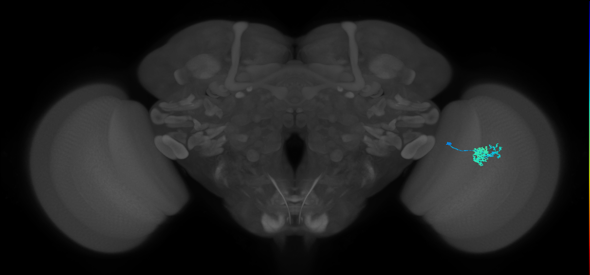 Dm10_R (MaleCNS:88282)