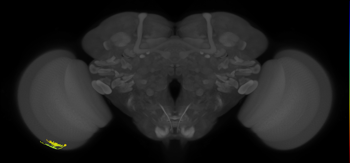 Dm10_L (MaleCNS:108915)