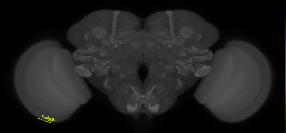 Dm10_L (MaleCNS:100613)