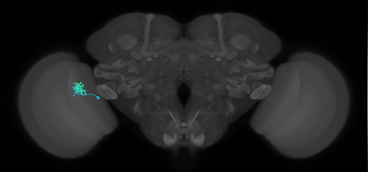 Dm10_L (MaleCNS:158765)