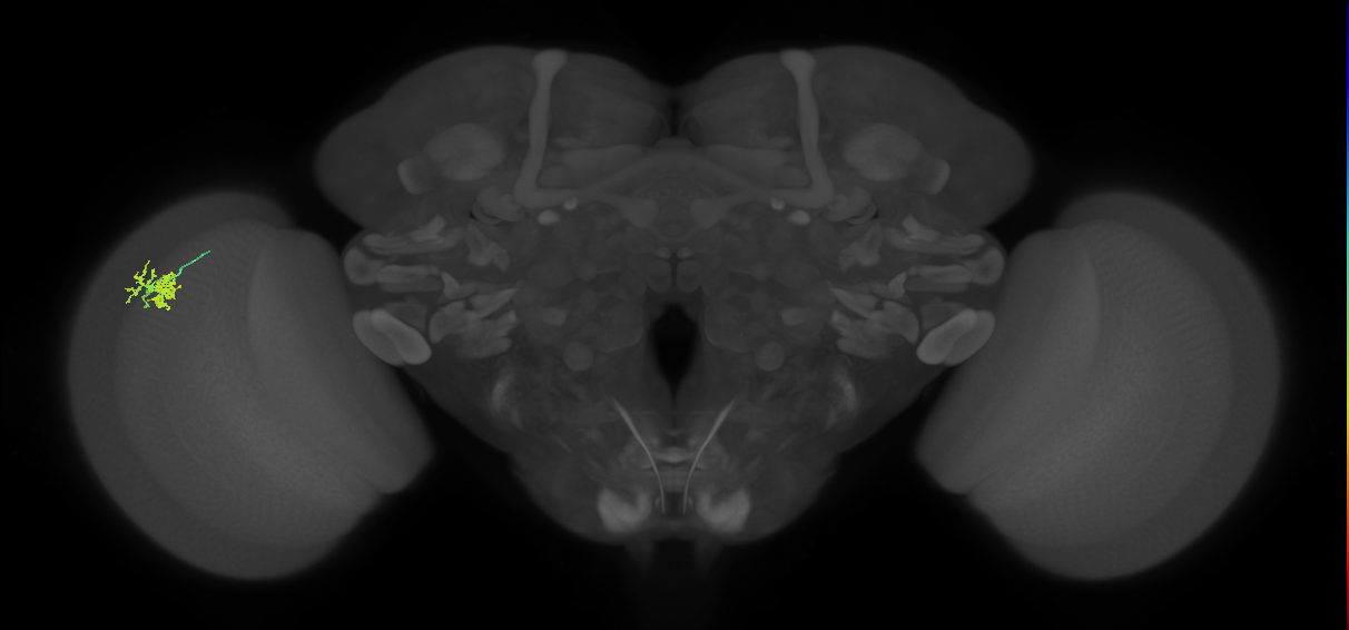 Dm10_L (MaleCNS:549769)