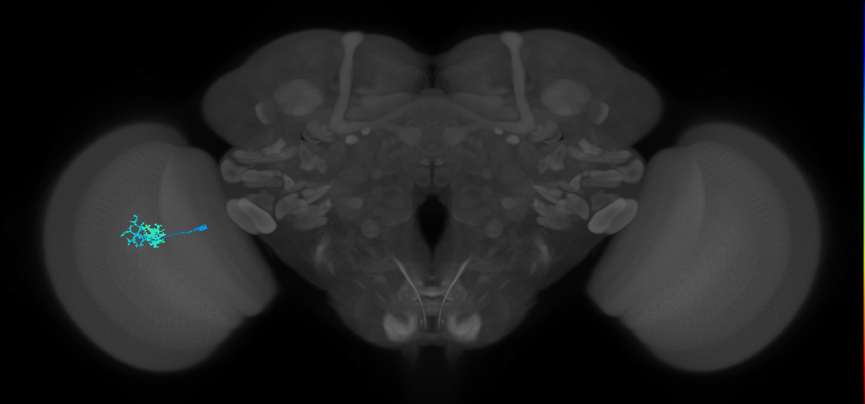 Dm10_L (MaleCNS:137929)