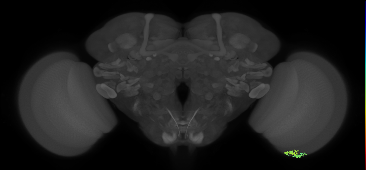 Dm10_R (MaleCNS:51508)