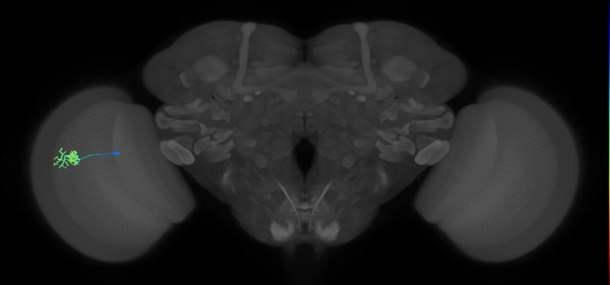 Dm10_L (MaleCNS:69095)