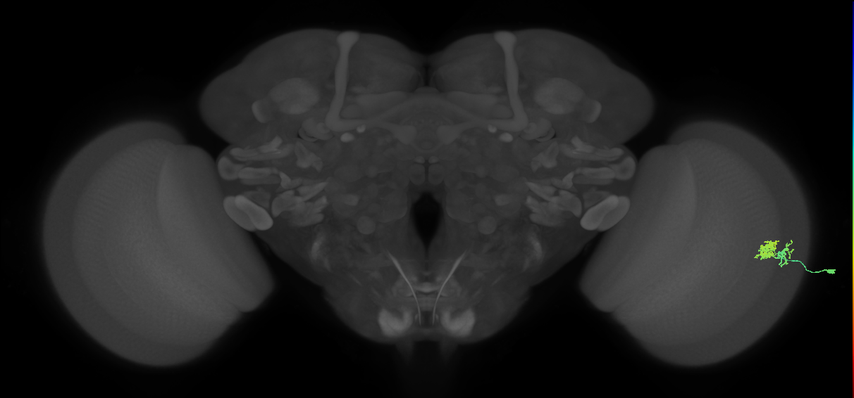 Dm10_R (MaleCNS:117605)