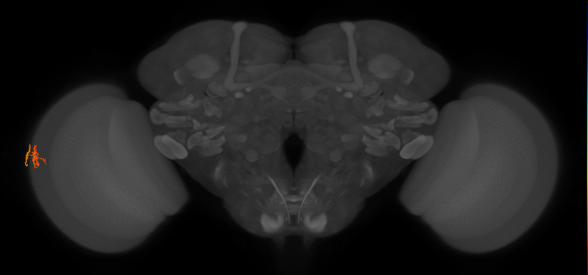Dm10_L (MaleCNS:165131)