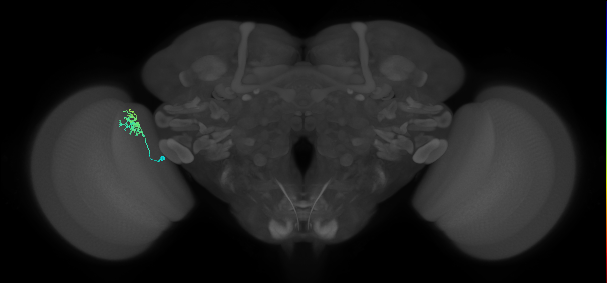 Dm10_L (MaleCNS:164202)