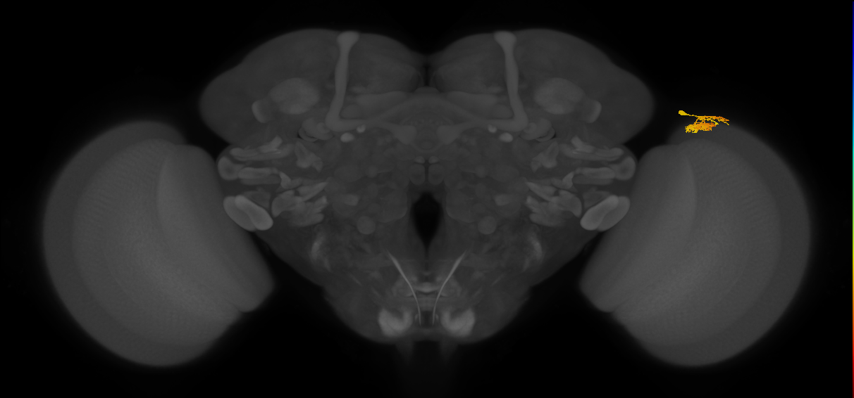 Dm10_R (MaleCNS:83059)