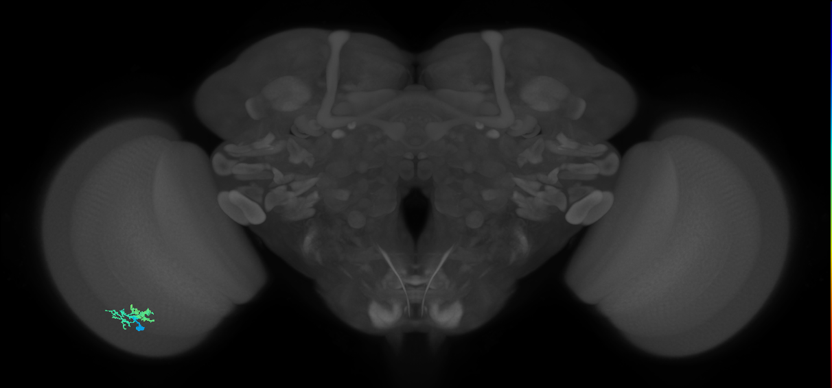 Dm10_L (MaleCNS:146845)
