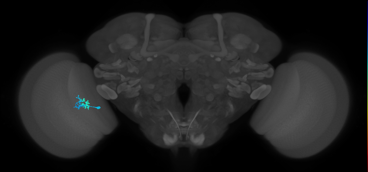Dm10_L (MaleCNS:152653)