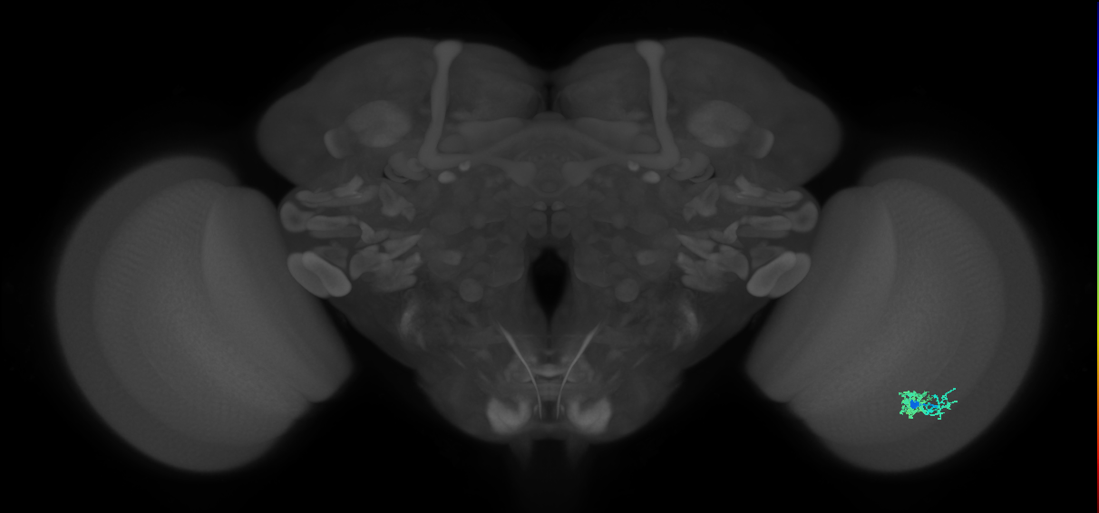 Dm10_R (MaleCNS:55995)