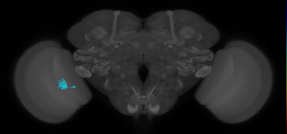 Dm10_L (MaleCNS:151974)