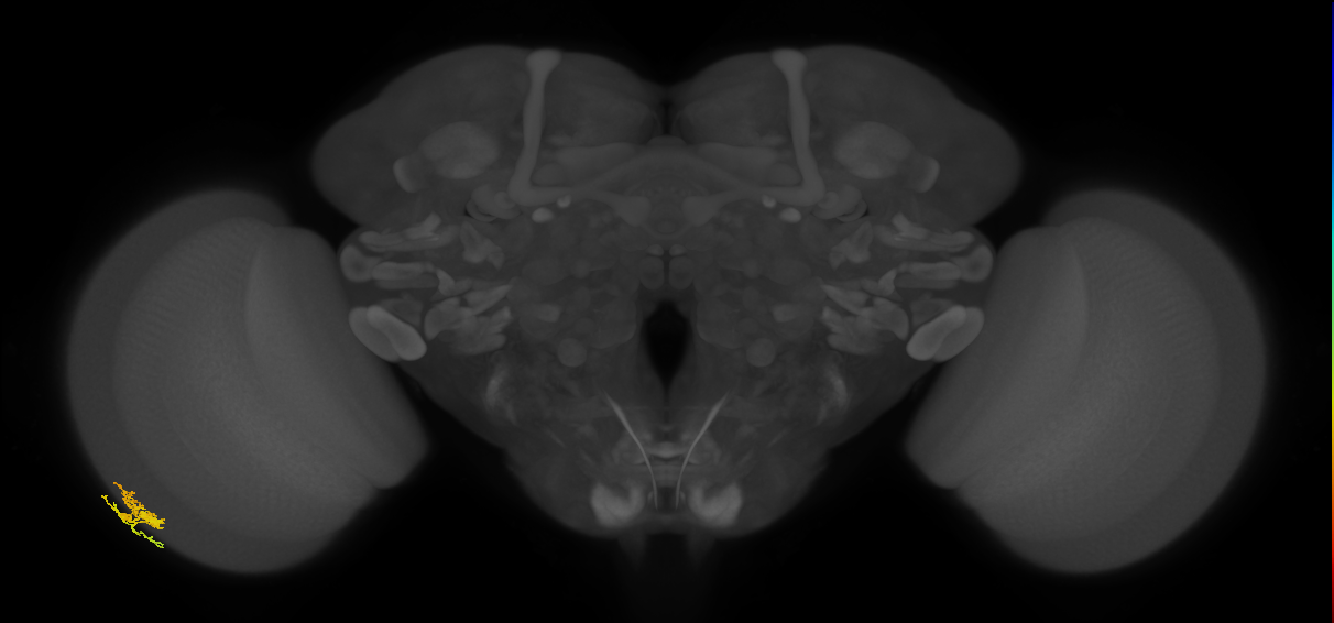 Dm10_L (MaleCNS:72463)