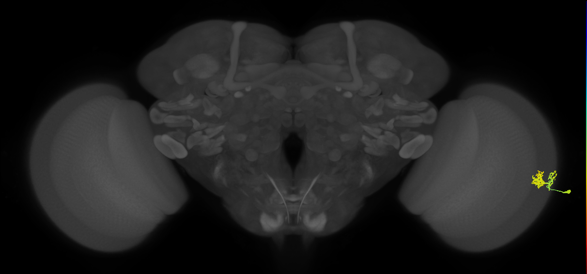 Dm10_R (MaleCNS:53137)