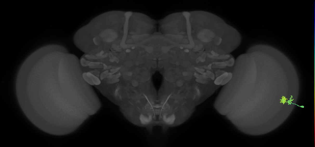 Dm10_R (MaleCNS:72399)