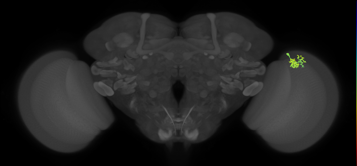Dm10_R (MaleCNS:69214)
