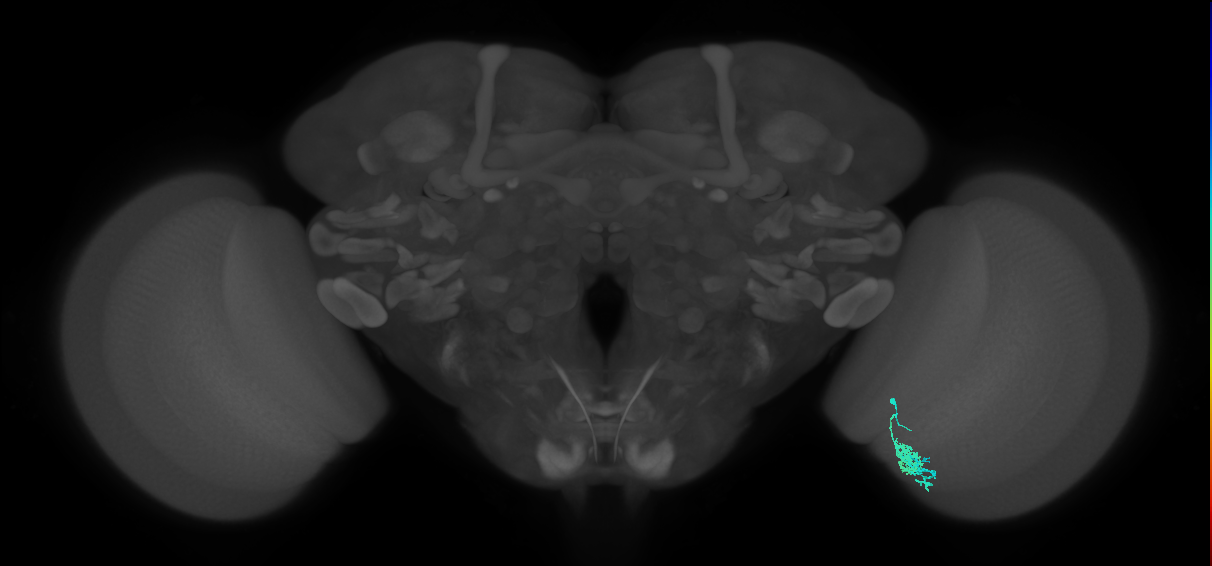 Dm10_R (MaleCNS:83374)