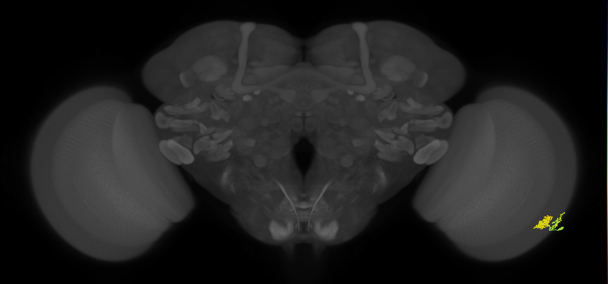 Dm10_R (MaleCNS:52942)