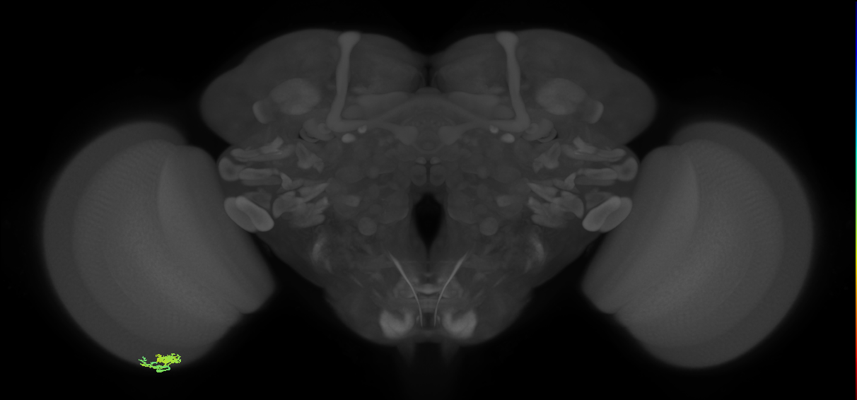 Dm10_L (MaleCNS:147476)