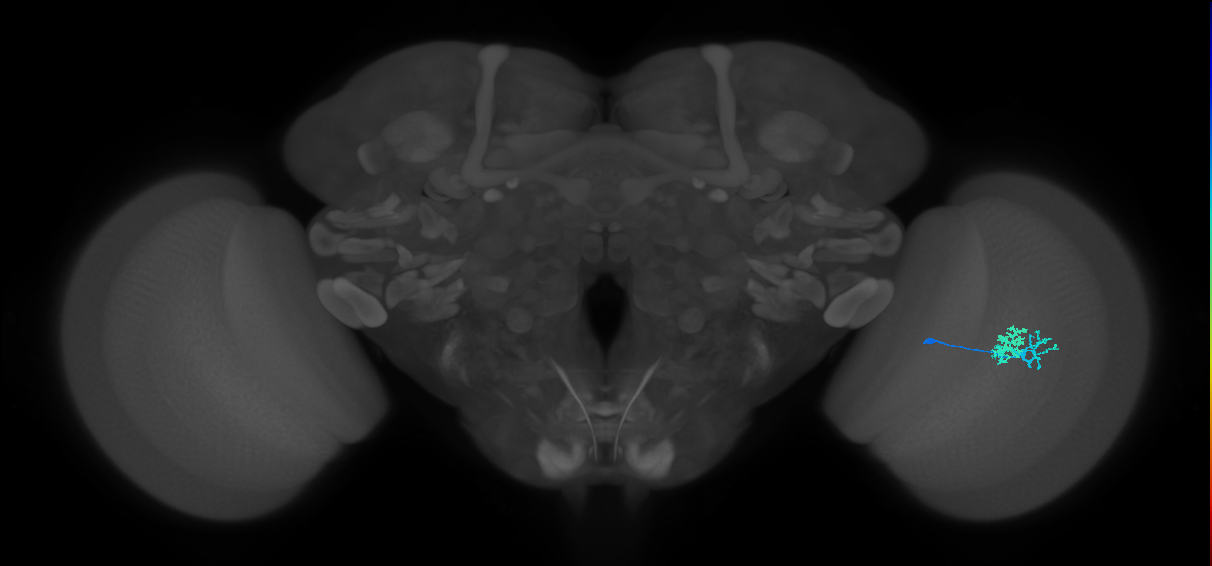 Dm10_R (MaleCNS:76315)