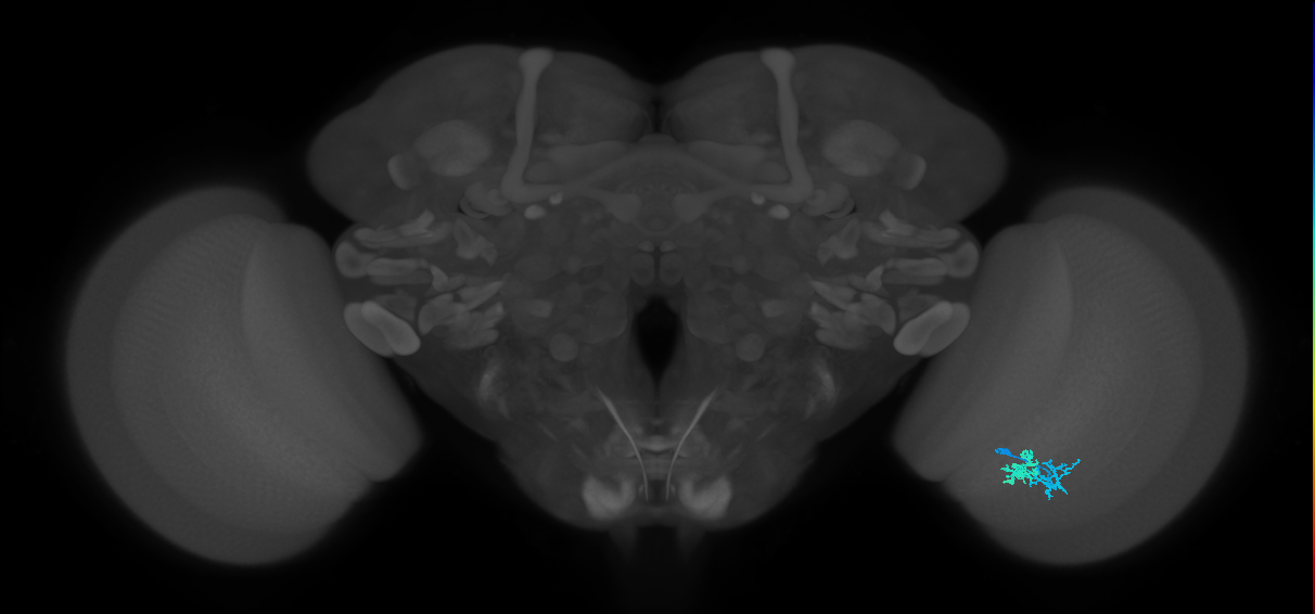 Dm10_R (MaleCNS:98256)