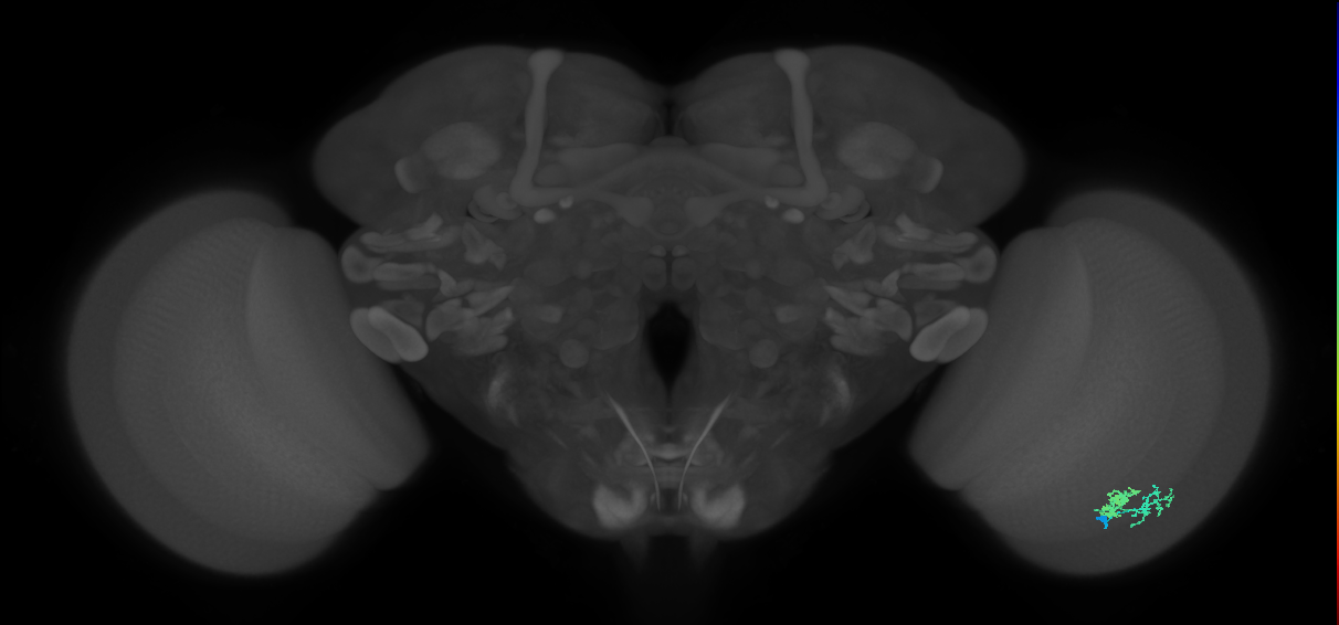 Dm10_R (MaleCNS:70785)