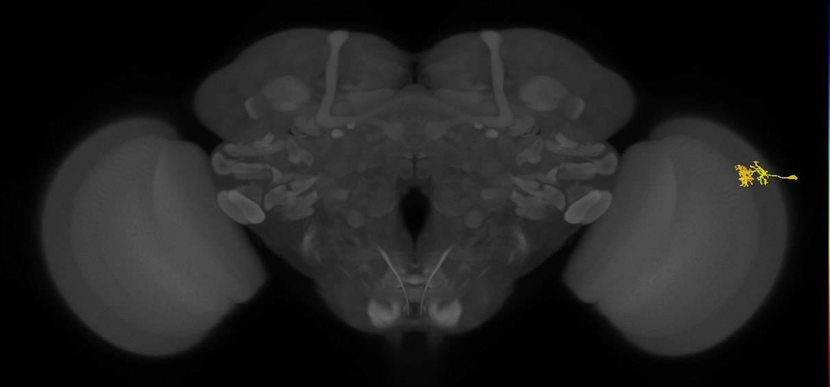 Dm10_R (MaleCNS:75250)