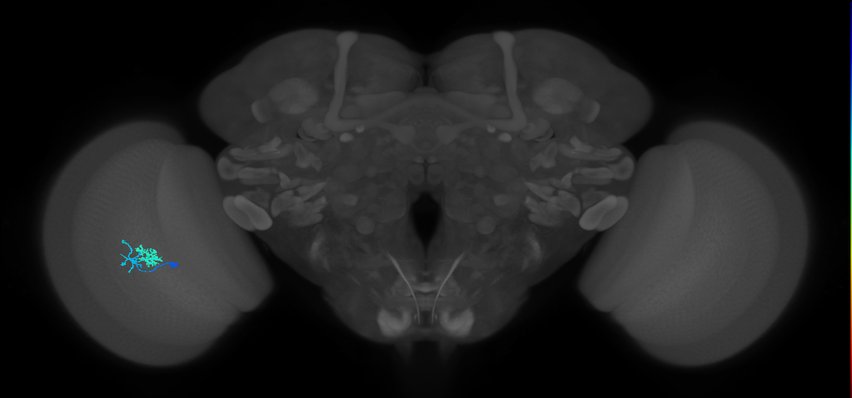 Dm10_L (MaleCNS:115199)