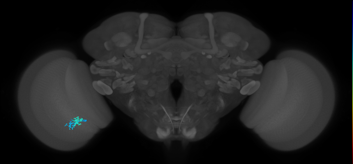 Dm10_L (MaleCNS:549192)