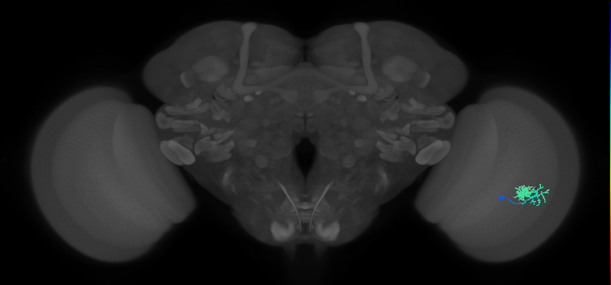 Dm10_R (MaleCNS:49289)