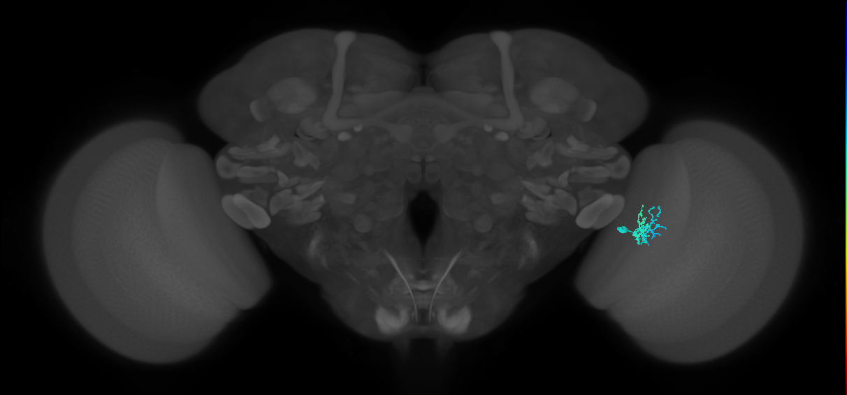 Dm10_R (MaleCNS:168256)