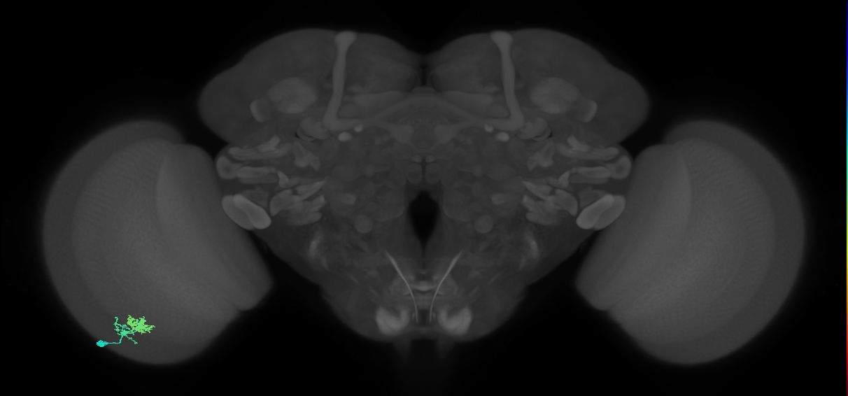 Dm10_L (MaleCNS:66643)