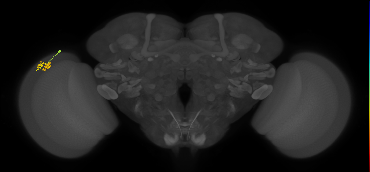Dm10_L (MaleCNS:63597)